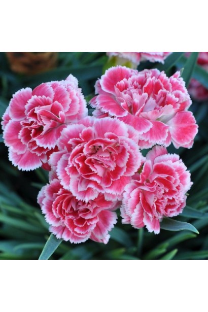 Гвоздика садова багаторічна